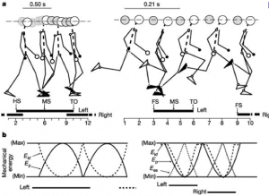 Sports Rehabilitation